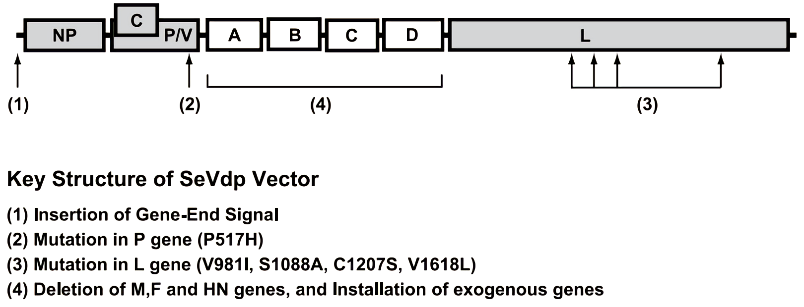 The genomic structure of the defective and persistent Sendai virus (SeVdp) vector. SeVdp has mutations in the L and P genes that result in low cytotoxicity and defective induction of IFN-β. The M, F and HN genes are deleted and replaced with the gene of interest (A-D).